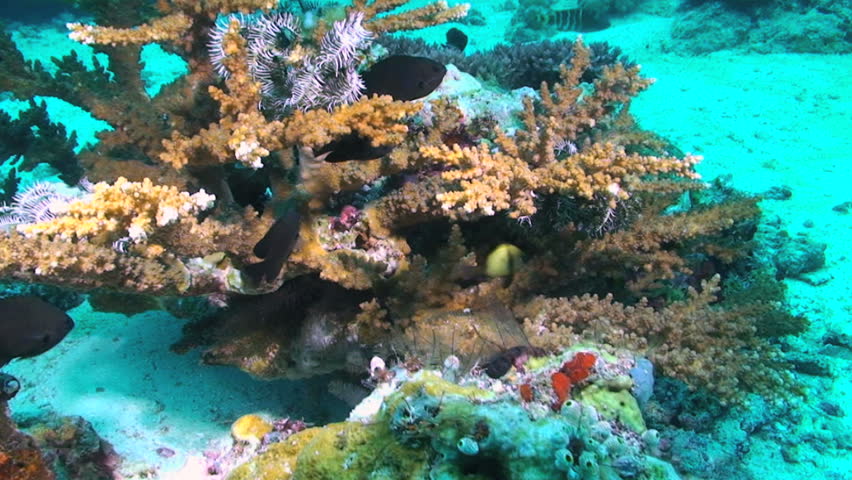 Various fish, corals and sea stars, Papua New Guinea, Milne Bay 