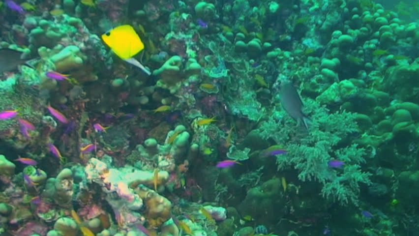Long-nosed butterflyfish, Forcipiger flavissimus, Papua New Guinea, Milne Bay 