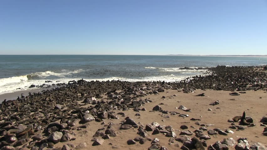 Seal colony
