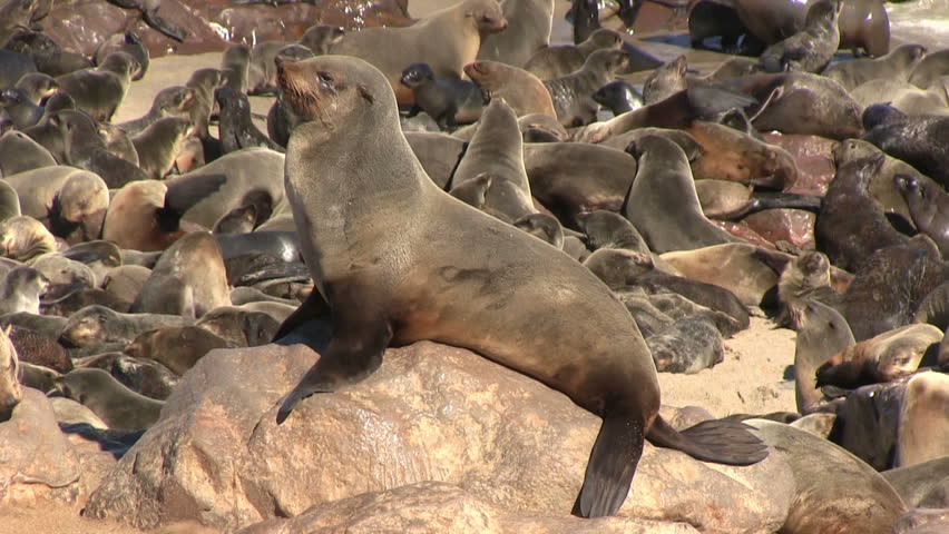 Huge colony of seals