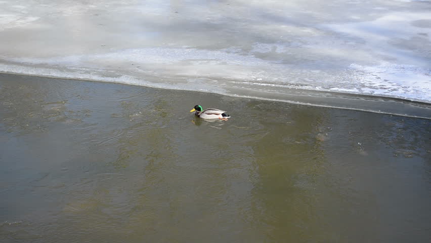 male mallard duck bird swim in winter river water.