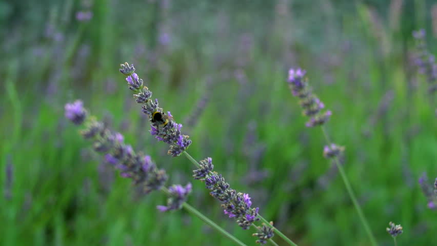 Bumblebee on lavender field