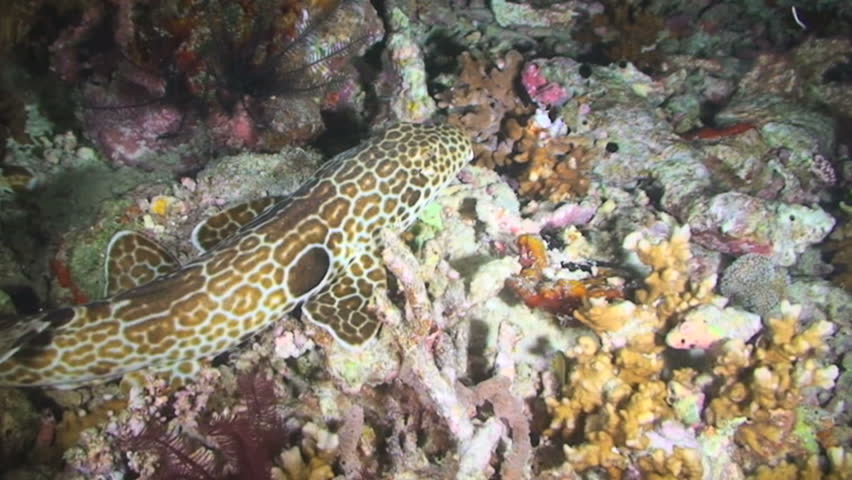 The walking shark, Epaulette Shark, Hemiscyllium ocellatum, Papua New Guinea, Milne Bay 
