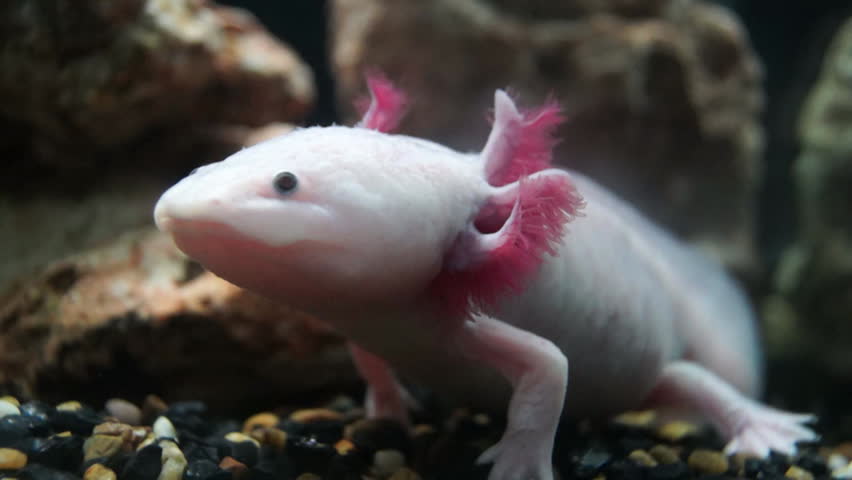 Axolotl (Mexican mole salamander)