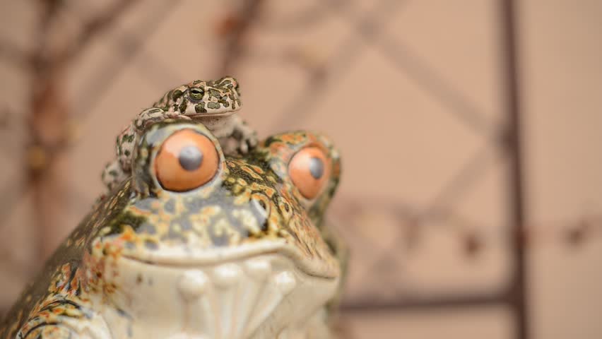 funny frog