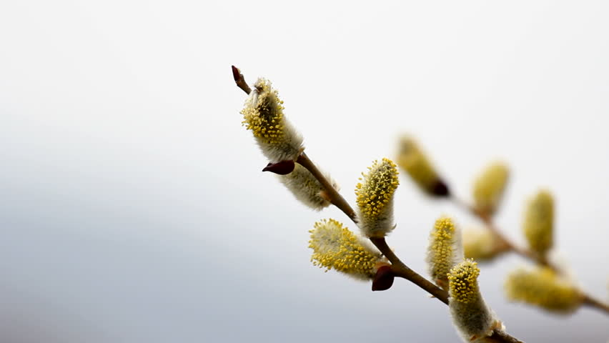 Yellow catkins on twigs in the early spring wind breeze