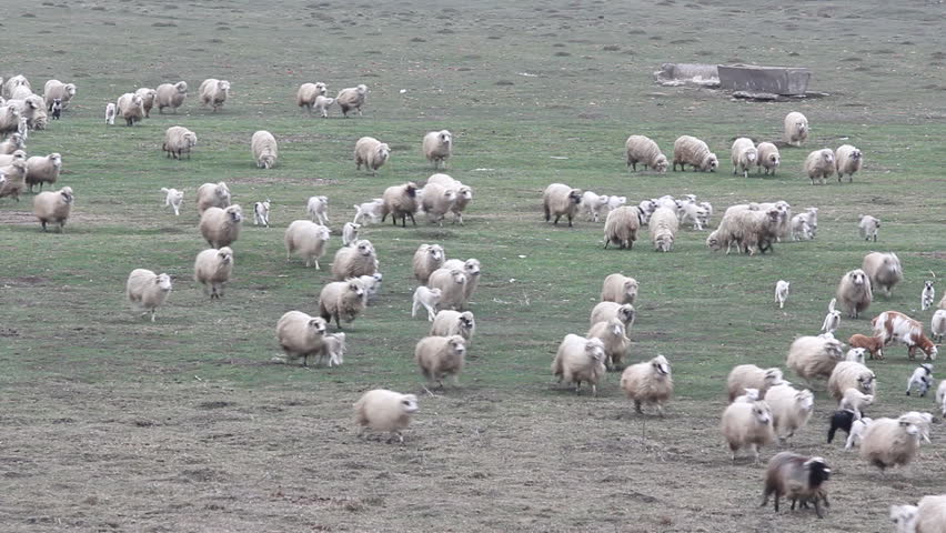Herd of sheep with lams running on early spring meadow