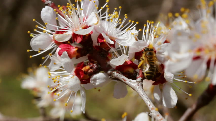 Bee pollinating apricot blossoms in spring (Macro)