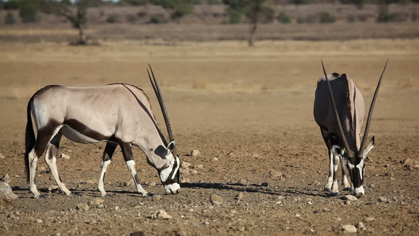 Gemsbok antelopes (Oryx gazella) eating salty soil, Kalahari desert, South Africa