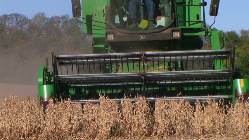 Farmer combining soybeans during harvest. 