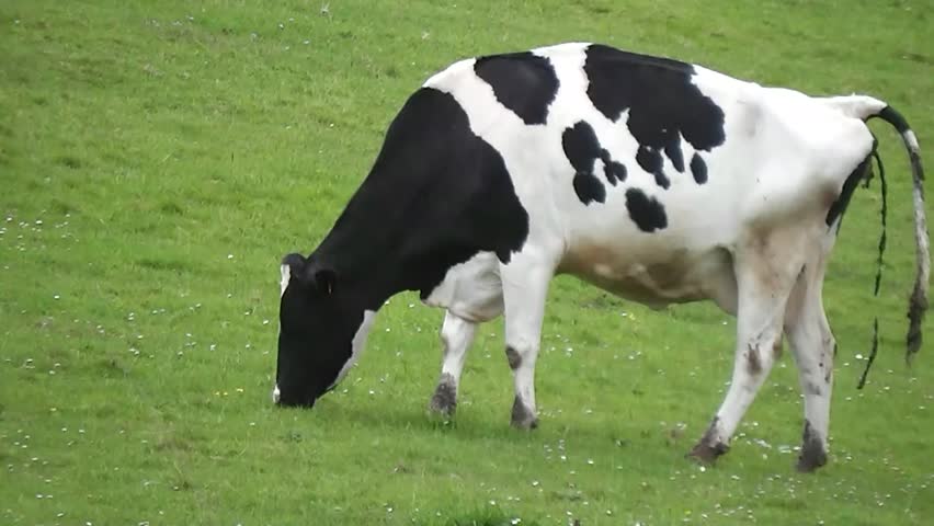 Cow poop