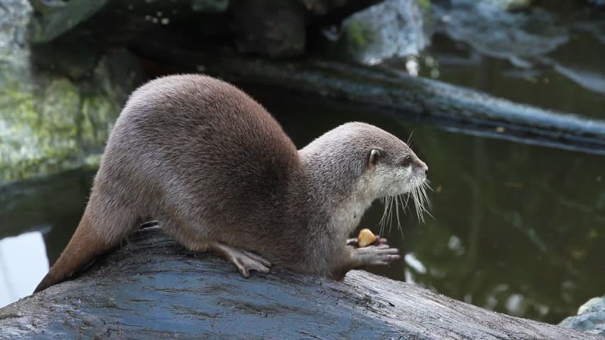 Otter playing, adorable. wild, funny animals.
Nutria jugando, adorable. salvaje, animales divertidos.