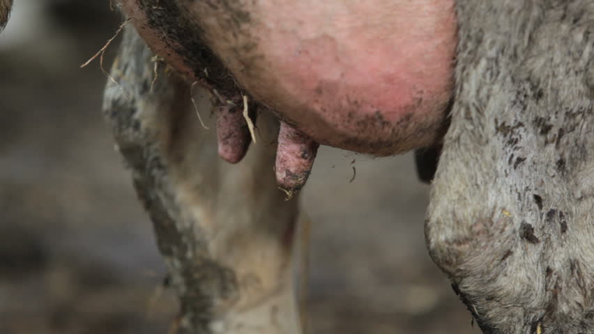 cow udder in dairy farm, needs milking
