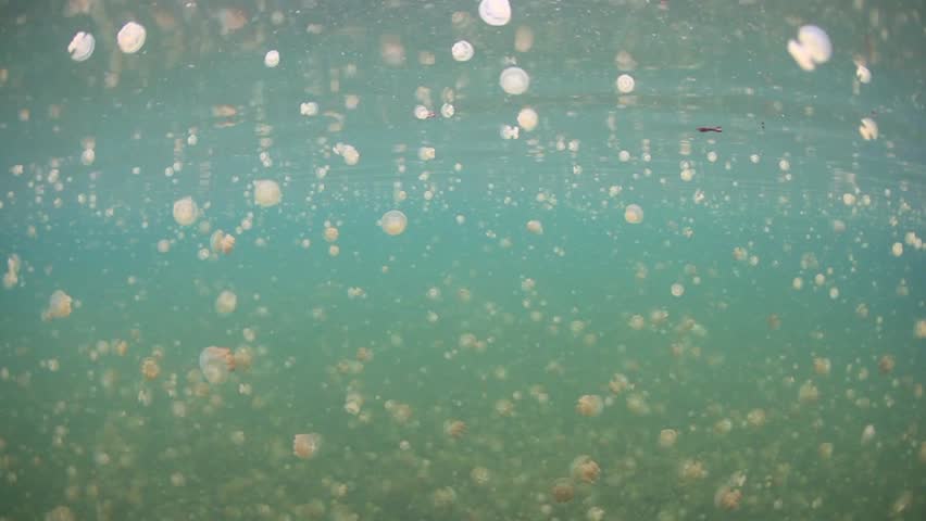 Millions of endemic golden jellyfish (Mastigias papua etpisonii) pulsate in an isolated marine lake in Palau, MIcronesia.  Palau has five marine lakes, each with its own subspecies of jellyfish.