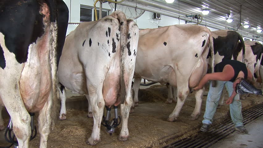 cowhand massages and cleans the udder