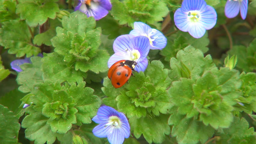 Ladybug on Field Flowers on Meadow, Walking Ladybird on Lawn, Bug, Macro