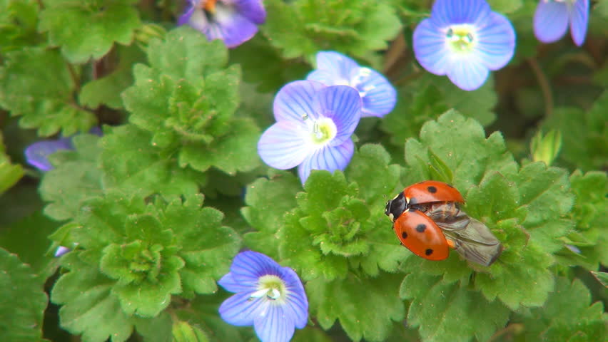 Ladybug Preparing Wings to Fly on Veronica Persica Flower, Ladybird, Bug, Macro