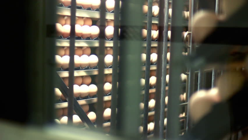 Eggs in the incubator