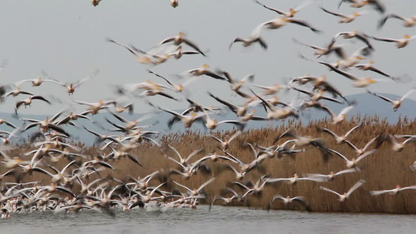Super Large Flock of Great White Pelicans... (Danube Delta)