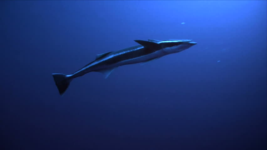 remora sucker fish