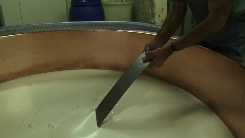 Making cheese: Cheese maker inspects curd mass in copper cauldron.