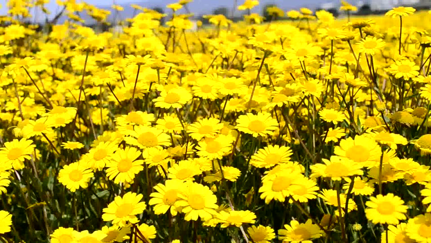 Field of wildflowers