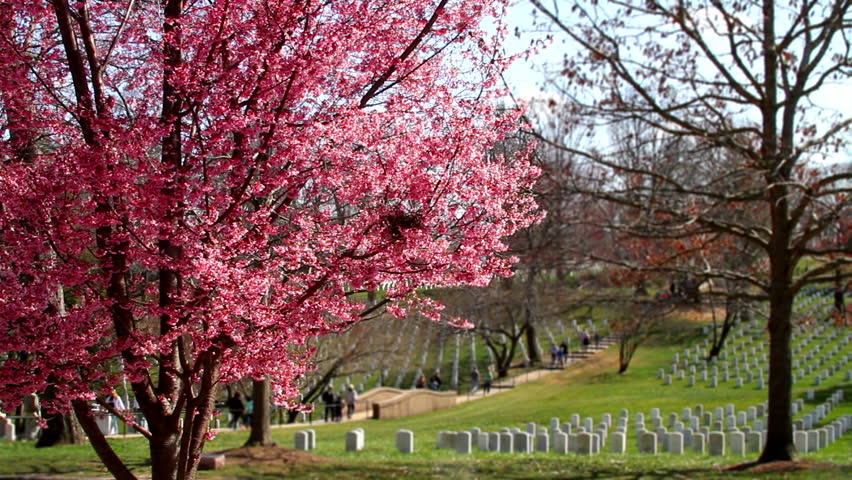 Arlington National Cemetery cherry blossom tilt shift 