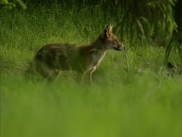 Red Fox stands in open open area at forest edge. Foxes are mainly active at night.