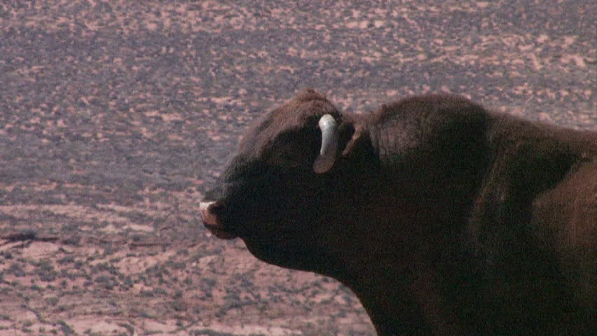 Male stud bulls in the Arizona desert wilderness near Page. On the Navajo Indian Reservation. Dry, remote and desolate area for livestock and farm animals. Horns curl down in front of face.