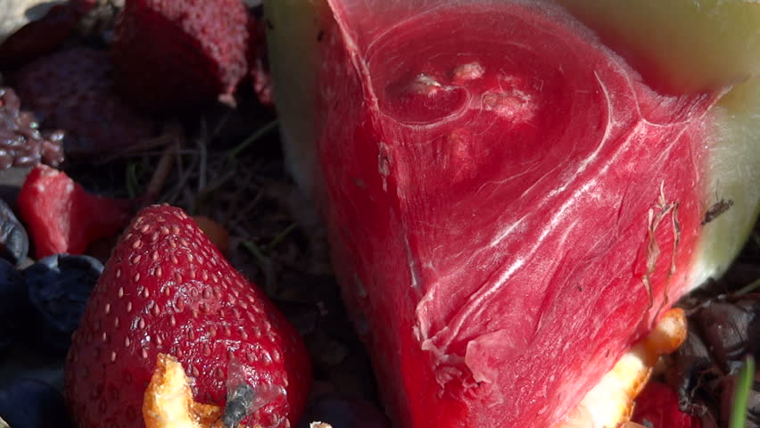A few flies start to gather on some watermelon and strawberry to eat the rotting fruit.