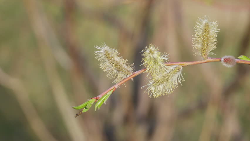 Flowers willow on a background of tree branches