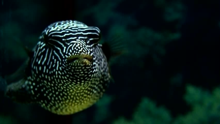 exotic ball fish floating in a blue water