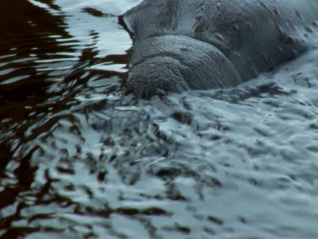 Wild Brazilian Manatee 2 (162)