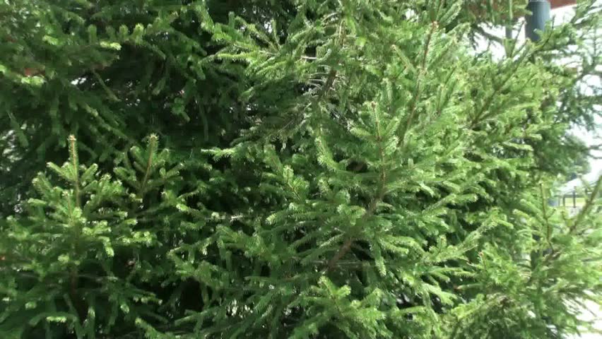 The branches of a spruce tree, swaying in the wind