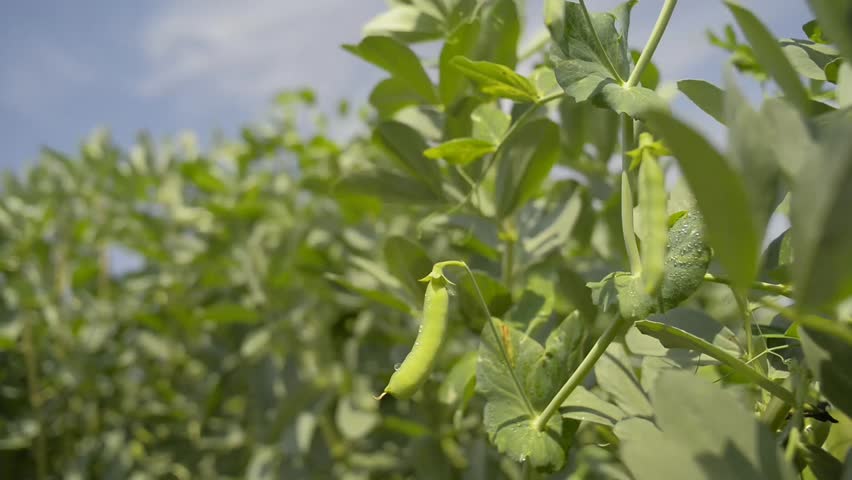 Peas planting in the farm