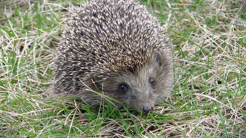 Hedgehog, HD