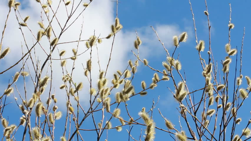 Flowering Pussy Willow