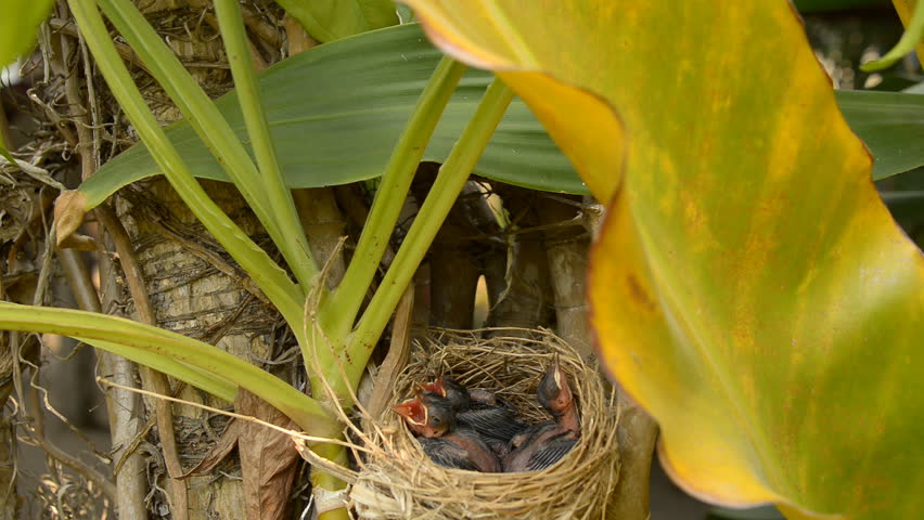 Baby Red-whiskered Bulbul sleep and waiting  mom to come back.