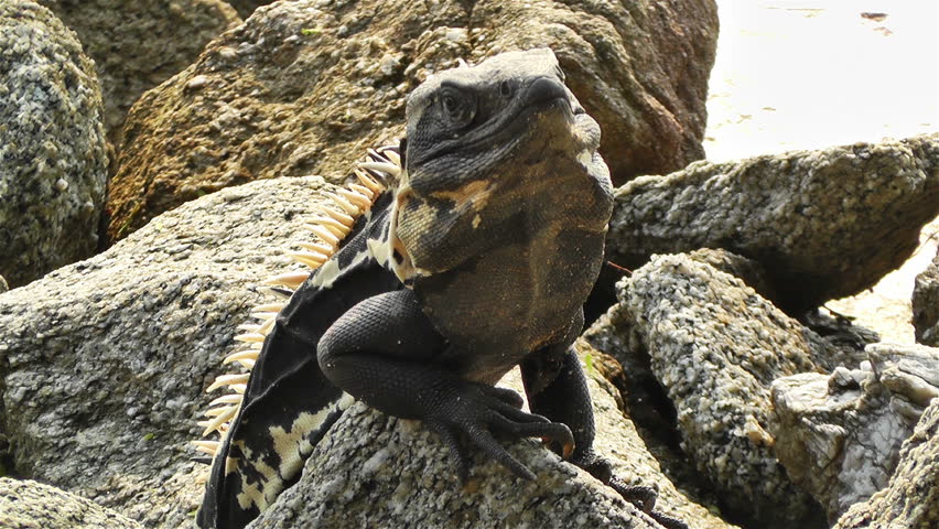 Iguana in the Beach of South Mexico in Oaxaca Central America