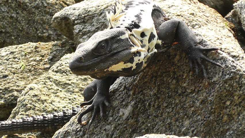 Iguana in the Beach of South Mexico in Oaxaca Central America