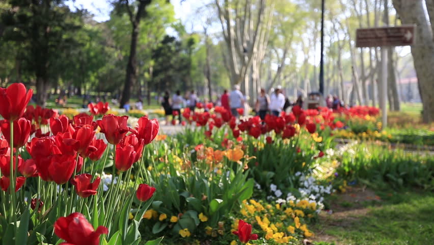 people walking in the park