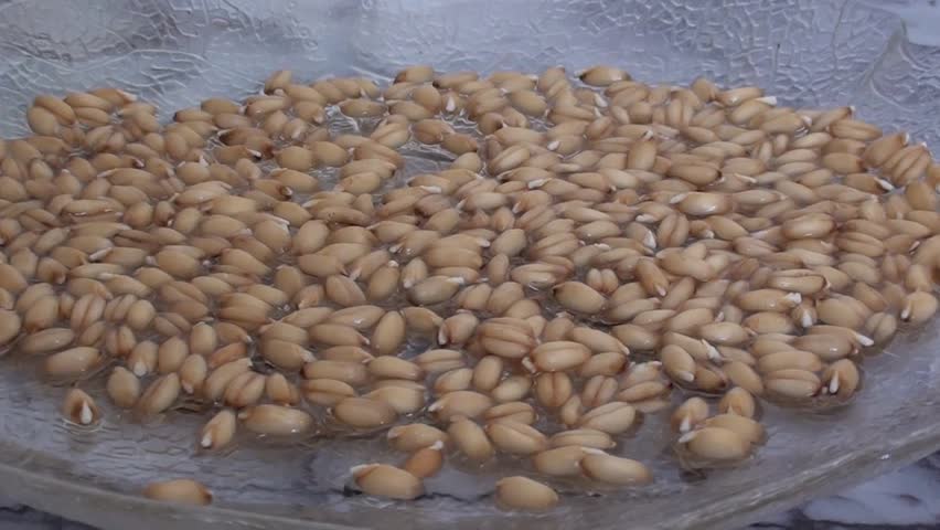 sprouted grain on plate indoors, close up, side view, zoom in