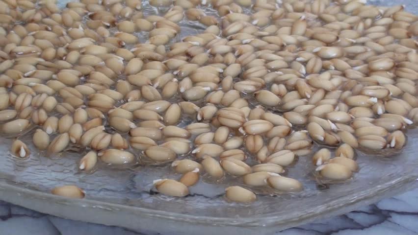 sprouted grain on plate indoors, close up, side view, zoom out
