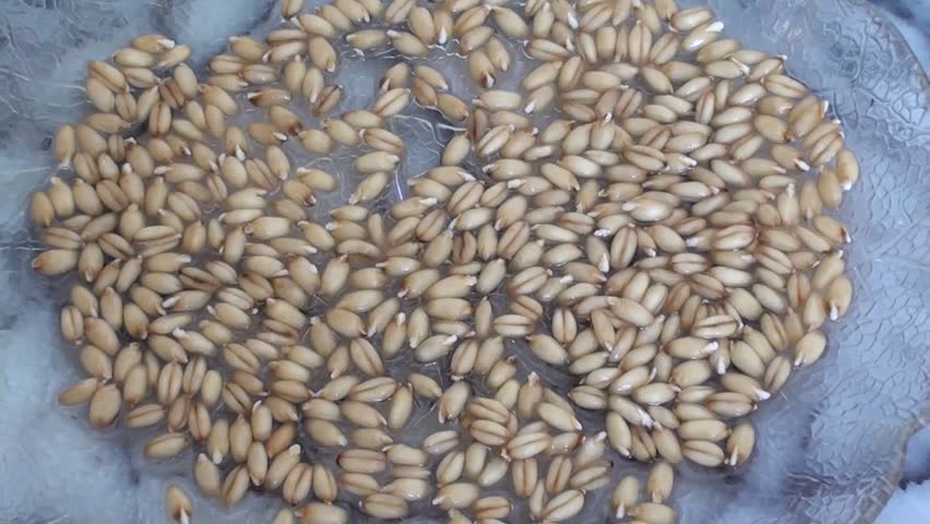sprouted grain on plate, close up, zoom out 