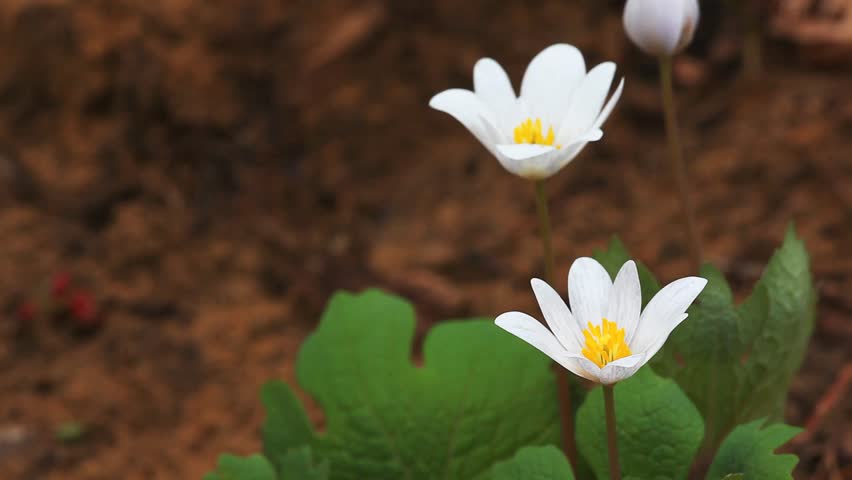 The beautiful Bloodroot wildflower, Sanguinaria canadensis.