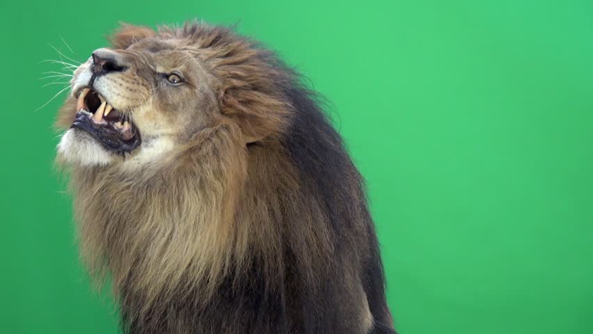 Slow Motion of a Lion roaring in front of a green key