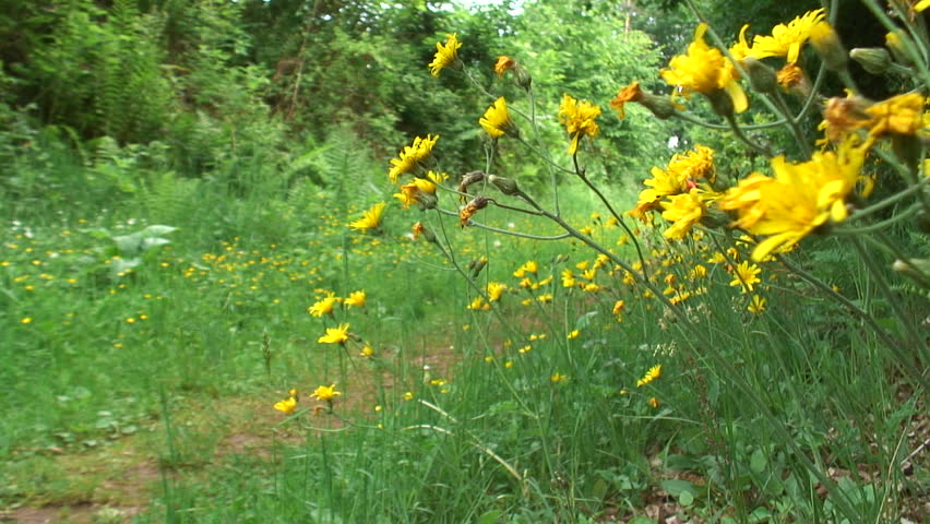 HD 1080i - Man passing the camera with a mountain bike in a forest in spring. Yellow flowers in the foreground. With sound.