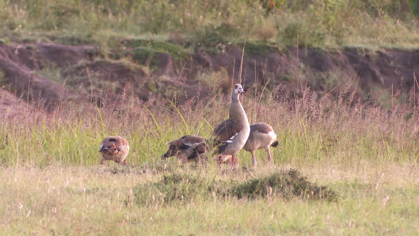 Egyptian goose 1