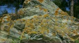 Travelling lateral shot of Greek nature. Rock with moss and lichen in forest. Full HD 1920 x 1080