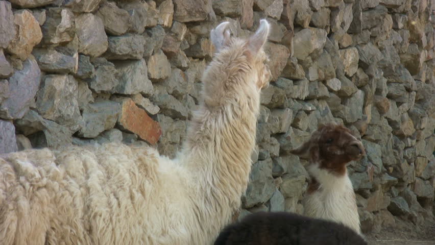 White and brown alpacas